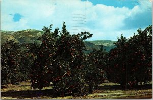 Valencia Oranges San Bernardino National Forest Postcard PM Lawndale CA Cancel 