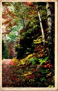 A Roadway in Autumn Berkshire Hills Massachusetts MA UNP Phostint Postcard F1