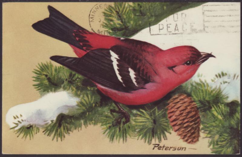 White Winged Crossbill,Peterson Postcard BIN