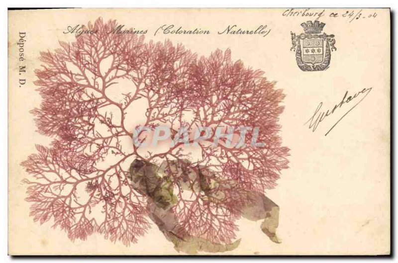 Old Postcard Fantasy Flowers dried Seaweed