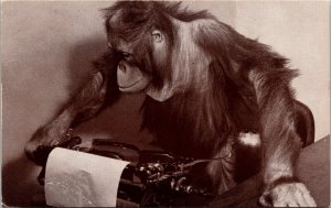 Young Orangutan using a Typewriter PM 1972 to WGN-TV Chicago IL, Boy Chrome