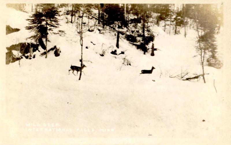 MN - International Falls. Wild Deer    *RPPC