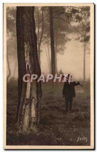 Old Postcard The executioner Landes tapper of tall pines