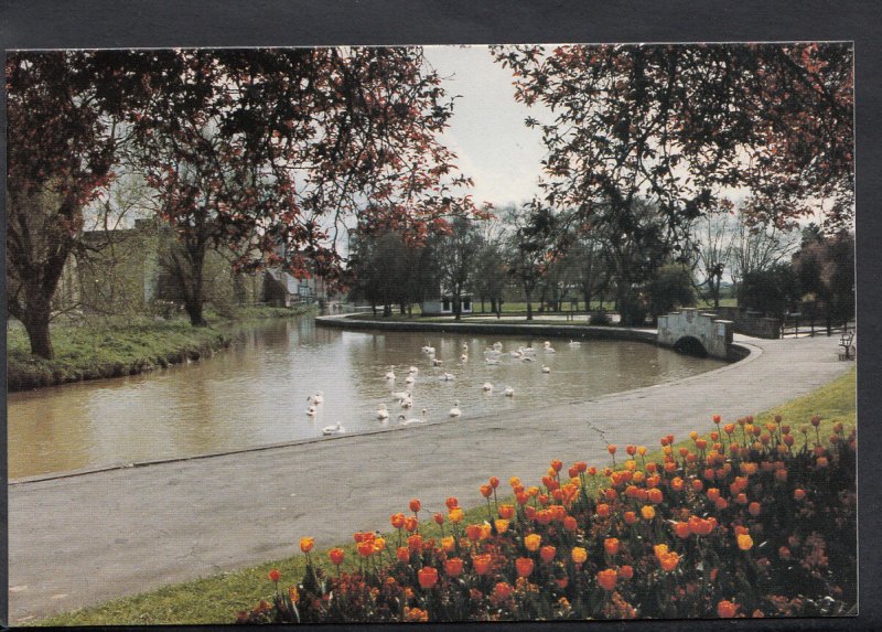 Northamptonshire Postcard - River Nene - The Embankment   MB2153