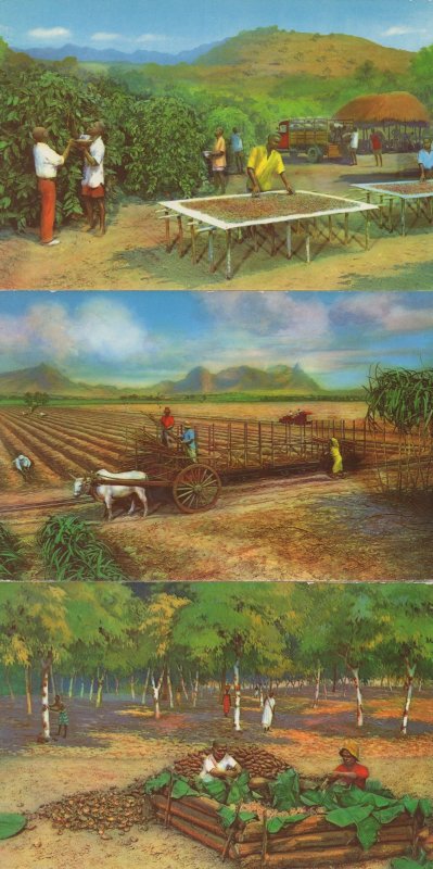 Diorama Cocoa Farmer Farming Africa 3x Postcard s