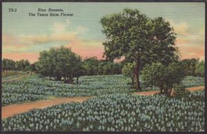 Blue Bonnets,Texas State Flowers Postcard