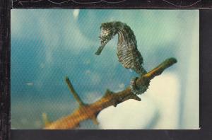 Seahorse,Marineland of the Pacific Postcard 