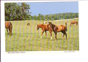 Maryland Thoroughbread Horse Sagamore Farm, Photo Sally Foster, Glyndon