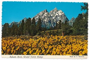 Balsam Root - Wild Sun Flowers - Grand Teton National Park WY, Wyoming