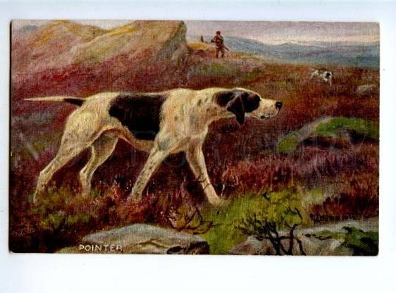 156522 HUNT Dogs POINTER Hunter by DRUMMOND Vintage TUCK PC