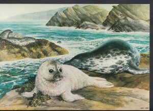 Animals Postcard - Grey Seals  RR500