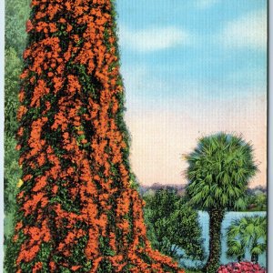 c1930s FL Florida Flame Colored Flower Ornamental Vine (Pyrostegia Venusta) A221