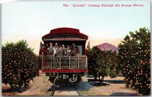 CA-California, The Limited Passing Through The Orange Grove, Vintage Postcard