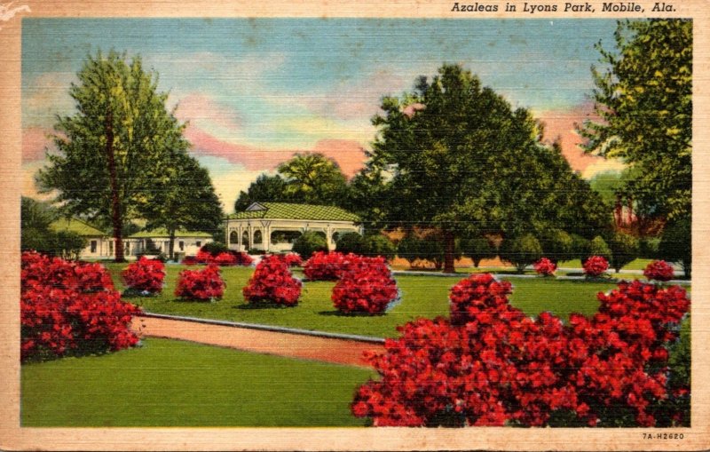 Alabama Mobile Azaleas In Lyons Park 1957 Curteich