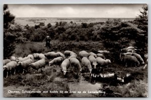 Ommen Shepherd with Flock Sheep at Spring on the Lemelerberg NL Postcard M34