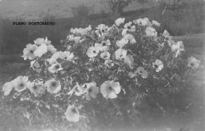 AGUSTA, KANSAS BLOOMING BUSH ENTERED IN  PHOTO CONTEST RPPC REAL PHOTO P.C.