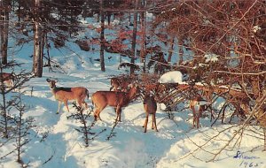 Deer on the Alert Binghamton, New York, USA 1965 writing on front