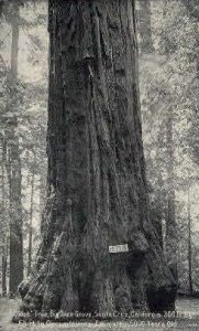 Giant Tree, Big Tree Grove - Santa Cruz, CA