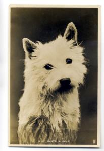 an0815 - Who Wants a Pal? White Scottie - Postcard - Tuck's