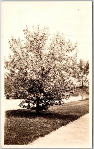 Portrait of a Tree, along the Street Road, Black and White, Vintage Postcard