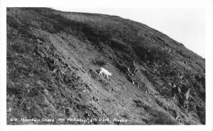 Mount McKinley/Denali National Park Alaska~Mountain Sheep on Hillside~1940s RPPC