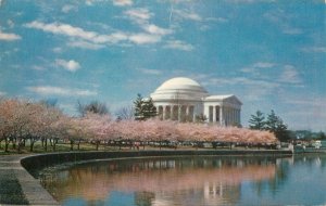 United States Washington D.C. Jefferson Memorial building cherry trees in bloom