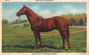 Vintage Postcard Bred In Old Kentucky Man O'war The Wonder Horse C. T. General