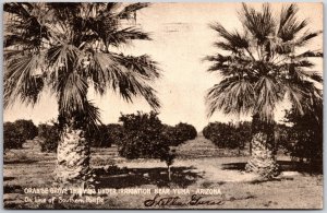 Yuma Arizona AZ, 1915 Orange Grove, Thriving Under Irrigation, Vintage Postcard