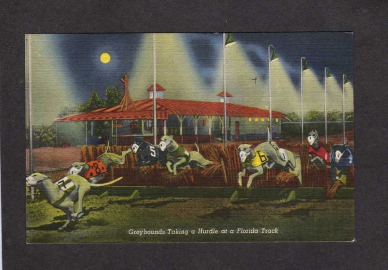 FL Greyhound Dog Racing Track Dogs Linen Postcard PC