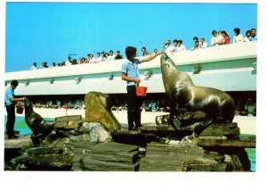 Feeding Seals, Ocean Park, Japan