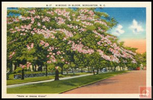Mimosas in Bloom, Morganton, N.C.