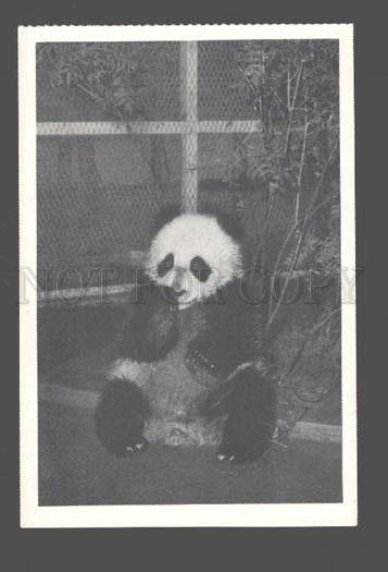 081159 Lonely PANDA in ZOO Old Photo PC