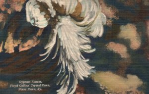 Vintage Postcard 1930's Gypsum Flower Floyd Collins' Crystal Cave Horse Cave KY
