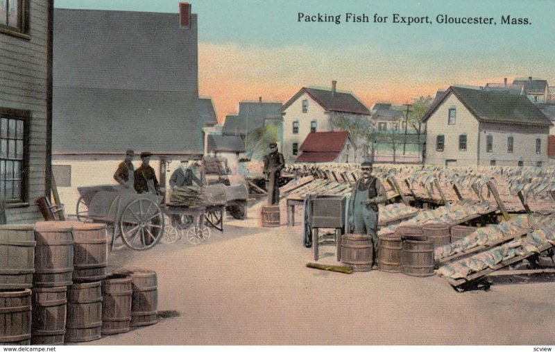 Packing Fish for export , GLOUCESTER , Mass. , 1900-10s