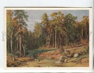 457119 USSR Shishkin Pine forest mast forest in the Vyatka province Old postcard