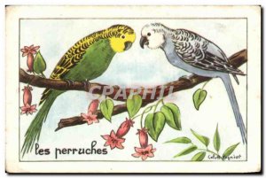 Image Parakeets Parrots