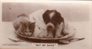 Cat & Dog on Dinner Plate No Sauce German Real Photo Cigarette Card