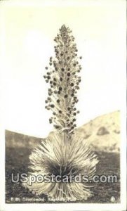 Real Photo - Silversword - Maui, Hawaii HI