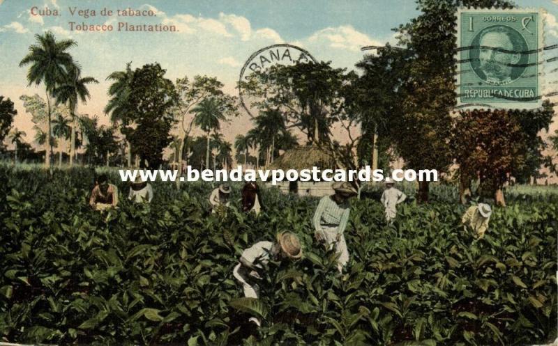 cuba, Vega de Tabaco, Tobacco Plantation (1919)