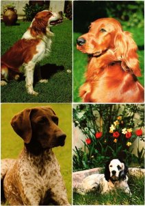 DOG, DOGS, ANIMALS 350 Modern Postcards (L3377)