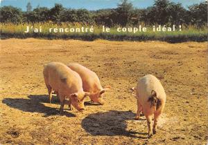 BT9234 j ai rencontre le couple ideal pig couchon comic france   animal animaux