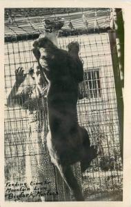 Bigfork Montana 1930s Feeding Time Mountain Lion RPPC real photo postcard 10350