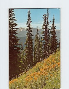 Postcard Alpine Flowers in The Olympic Mountains, Olympic National Park, WA