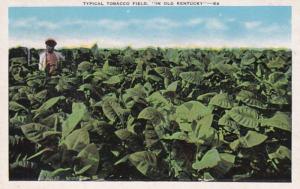 Kentucky Typical Tobacco Field