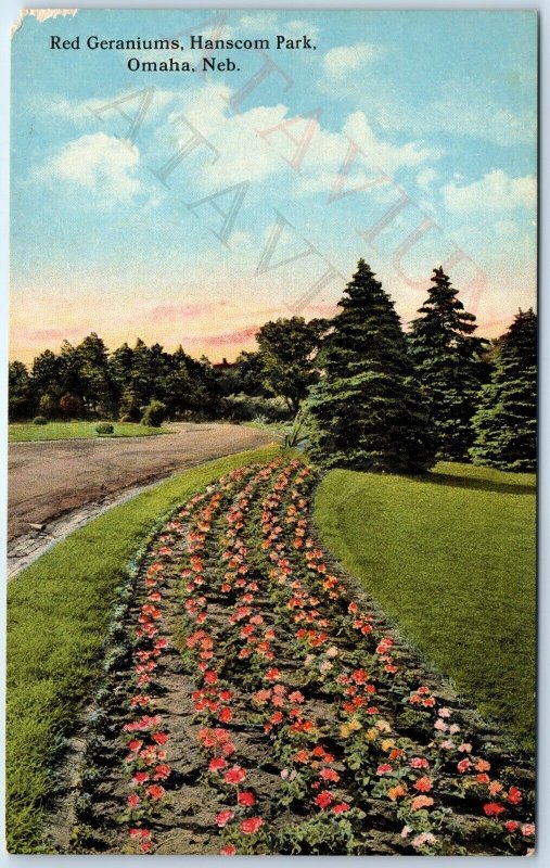 c1900s Omaha, NE Hanscom Park Geraniums Flower Postcard Neb Pelargonium A177