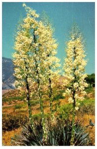 Yucca Known As The Candles Of The Lord Cactus Postcard