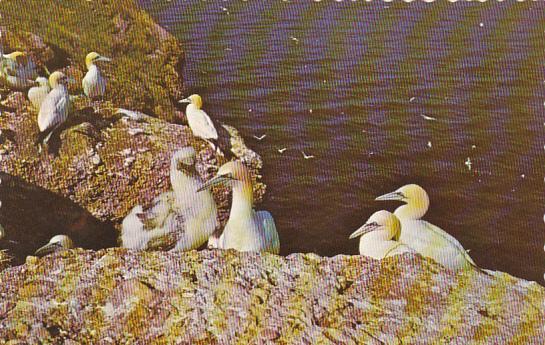 Birds On High Cliffs Of Bonaventure Island Perce Quebec Canada