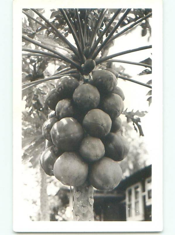 Pre-1945 rppc PAPAYA FRUIT GROWING IN THE TREE o2417