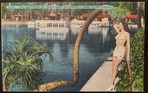 Vintage Postcard 1930-1945 The Lucky Tree Silver Springs, Florida (FL)