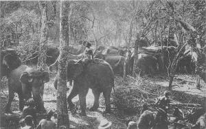 br104210 elephants in kraal ceylon  real photo sri lanka folklore